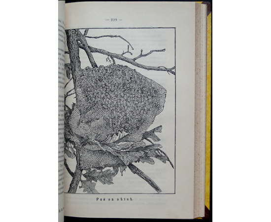 Вестник Русского общества пчеловодства: Полный комплект за 1893-1894 гг.