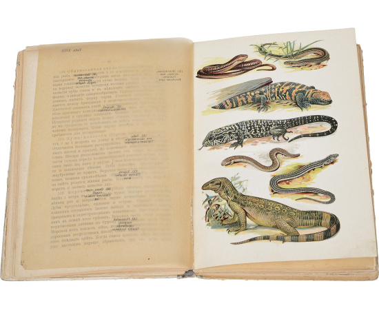 Рыбы, пресмыкающиеся и амфибии