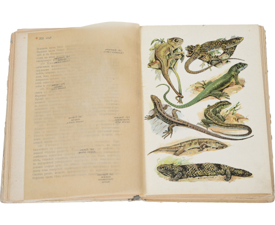 Рыбы, пресмыкающиеся и амфибии