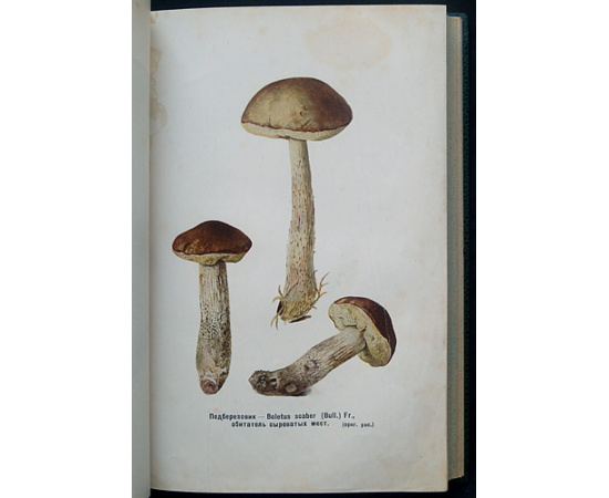 Лебедева Л.А. Грибы. Заготовка и переработка