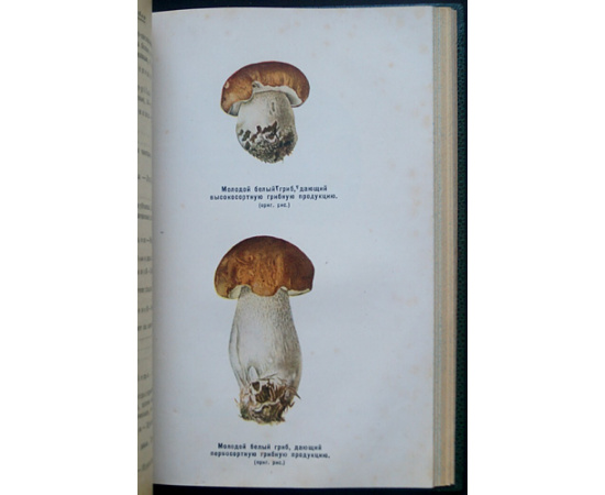 Лебедева Л.А. Грибы. Заготовка и переработка