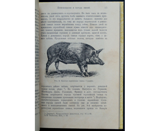 Кулешов П.Н. Свиноводство.