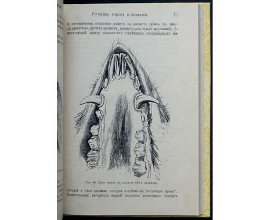 Кулешов П.Н. Свиноводство.