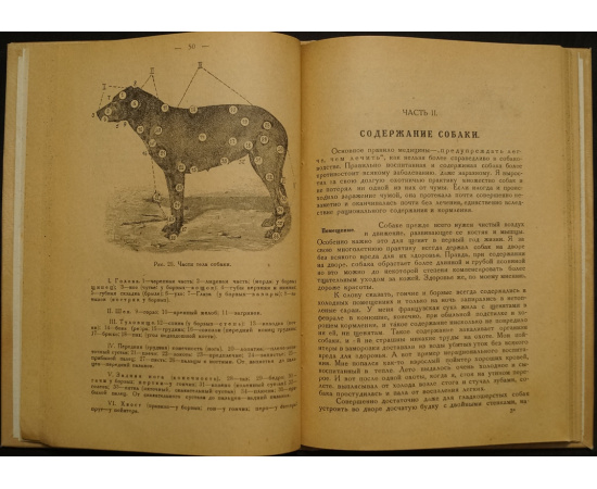 Михайлов В.С., проф. Первая помощь заболевшей собаке.