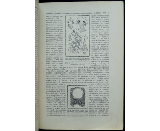 Серебряков К.К. В царстве грибов.