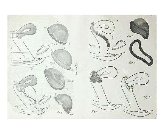 Плодовитость в браке. Меры влияния на плодовитость в желаемом направлении