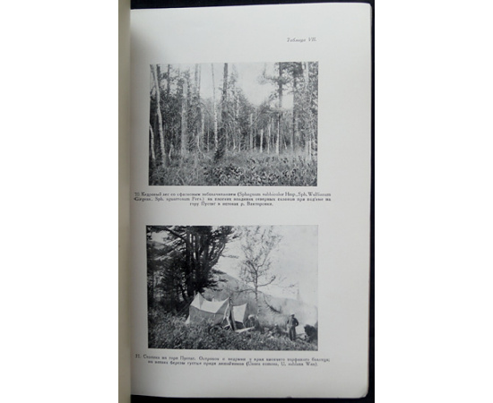 Баранов В.И., Смирнов М.Н. Пихтовая тайга на предгорьях Алтая.