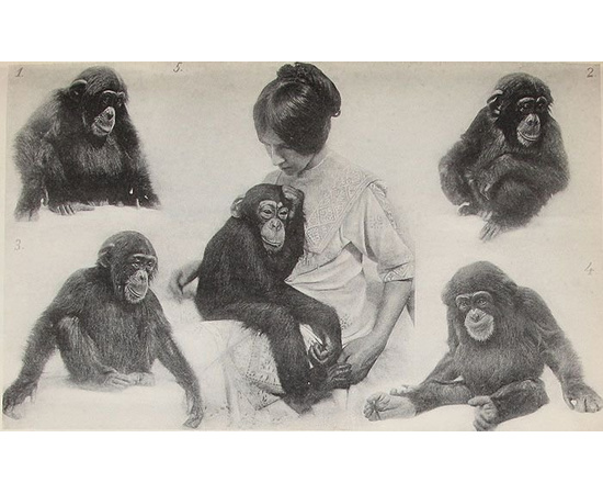 Дитя шимпанзе и дитя человека в их инстинктах, эмоциях, играх, привычках и выразительных движениях (комплект из 2 книг)