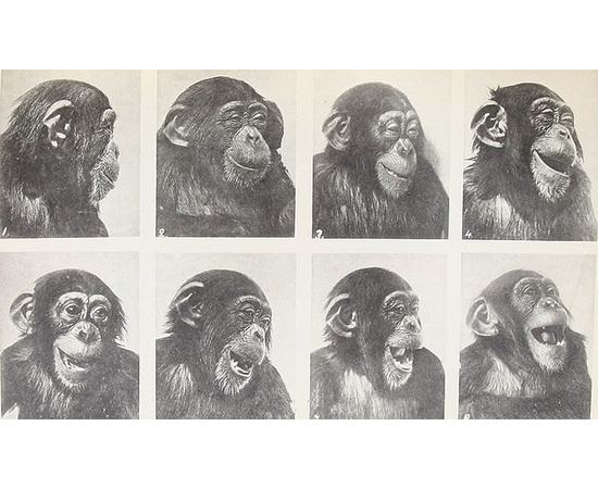 Дитя шимпанзе и дитя человека в их инстинктах, эмоциях, играх, привычках и выразительных движениях (комплект из 2 книг)