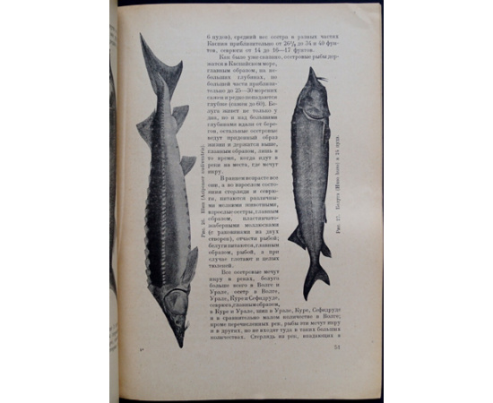 Книпович Н.М., проф. Каспийское море и его промыслы.