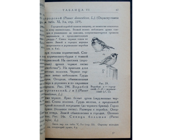 Промптов А.Н. Определитель птиц в природе.