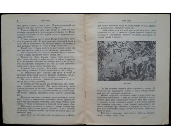 Чеглок А. Звери Центральной и Южной Африки: Дик-Дик.