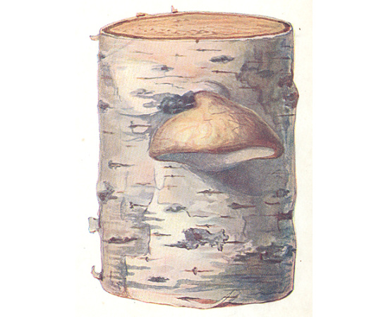 Пороки древесины. Альбом