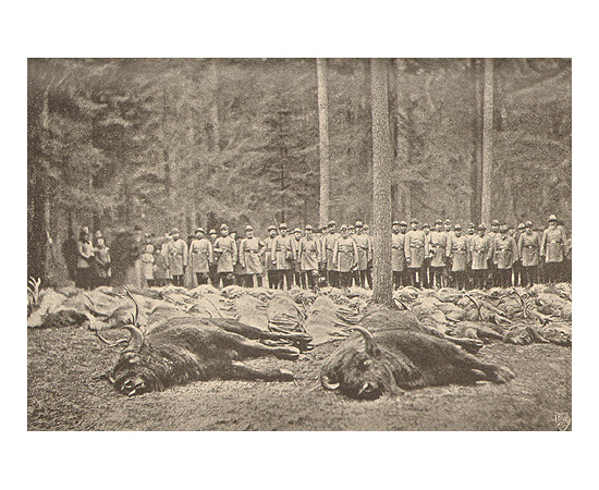 Природа и охота. 1904 год
