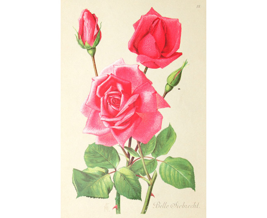 Альбом роз. Описание 300 лучших сортов роз. 20 хромолитографированных картин. Полный комплект