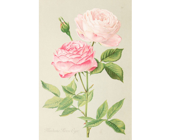 Альбом роз. Описание 300 лучших сортов роз. 20 хромолитографированных картин. Полный комплект