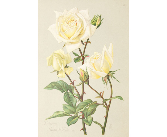 Альбом роз. Описание 300 лучших сортов роз. 20 хромолитографированных картин. Полный комплект