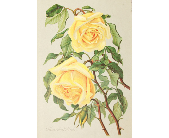 Альбом роз. Описание 300 лучших сортов роз. 20 хромолитографированных картин. Полный комплект