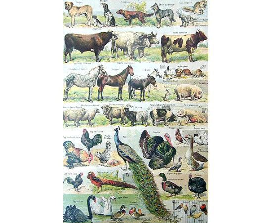 Larousse universel en 2 volumes. Nouveau dictionnaire encyclopedique книга