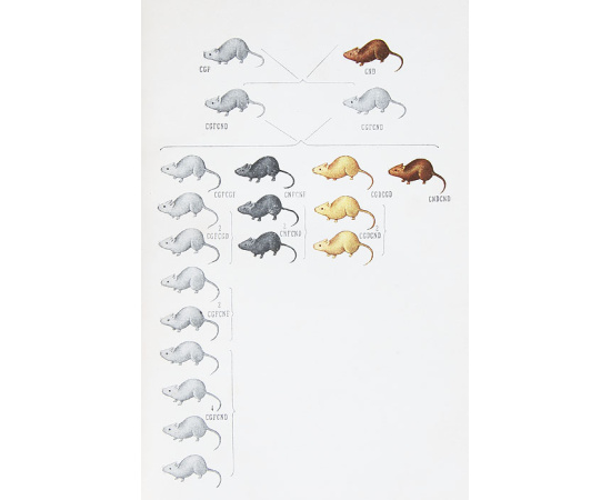 Менделизм или теория скрещивания