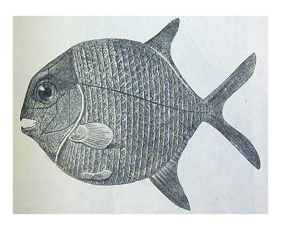 Земля до появления человека. История земли и жизни