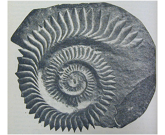 Земля до появления человека. История земли и жизни