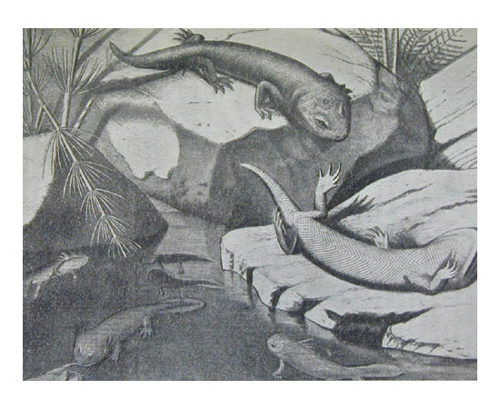 Земля до появления человека. История земли и жизни