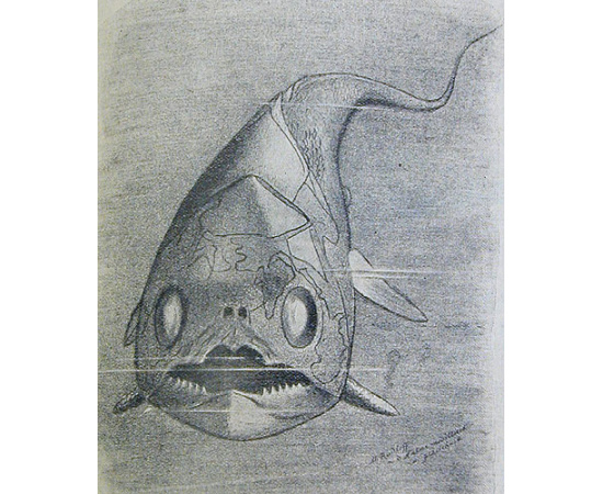 Земля до появления человека. История земли и жизни