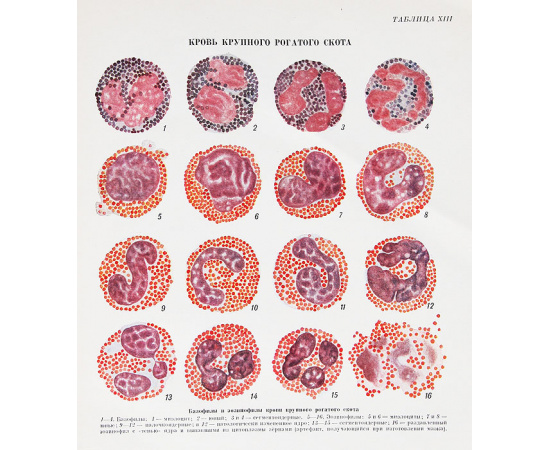 Атлас клеток крови сельскохозяйственных и лабораторных животных