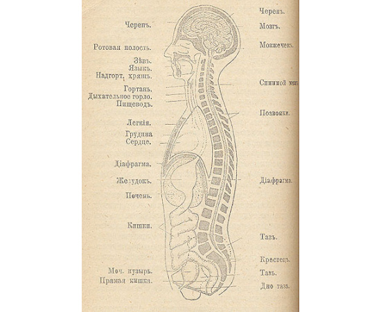 Домашний врач. 1901 год. Выпуски 1 - 12