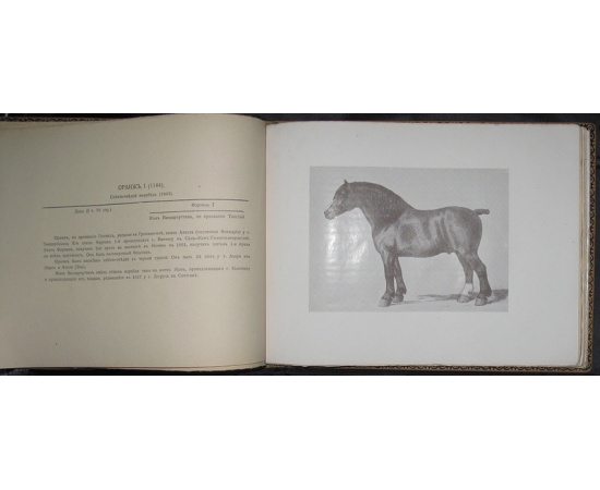 Тельгоэ, Гендрик де. Бельгийский тяжеловоз.