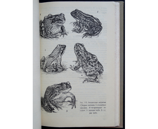 Пузанов И. И., Кипарисов Г. П., Козлов В. И. Звери, птицы, гады и рыбы Горьковской области