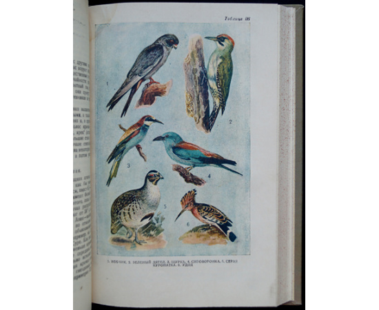 Пузанов И. И., Кипарисов Г. П., Козлов В. И. Звери, птицы, гады и рыбы Горьковской области