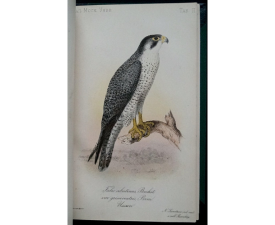 Мензбир М. Орнитологическая география Европейской России. Часть первая.