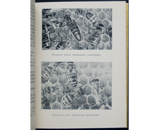 Халифман И.А. Пчелы.