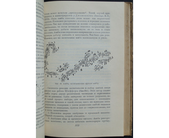 Кашкаров Д.Н. Современные успехи зоопсихологии.