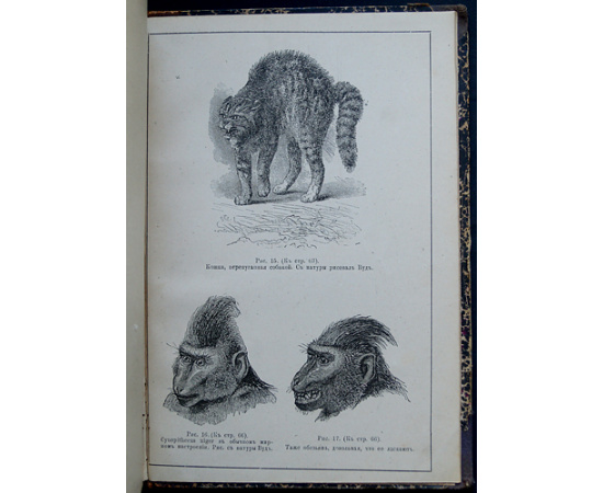 Дарвин Ч. Сочинения Чарльза Дарвина. Том II: Происхождение человека и половой подбор. Перевод проф. И. Сеченова.  О выражении ощущений у чел