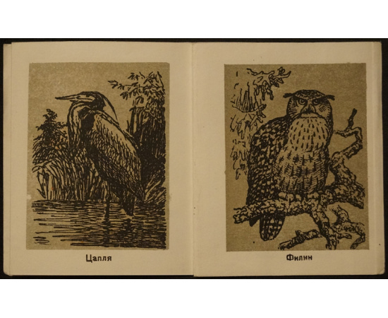 Птицы севера.