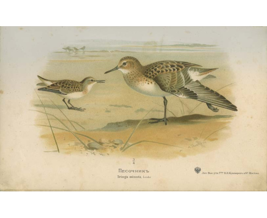 Мензбир М.А. Охотничьи и промысловые птицы Европейской России и Кавказа. 2 тома и атлас.