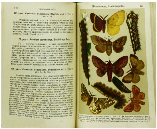 Маленький атлас бабочек для начинающих собирателей