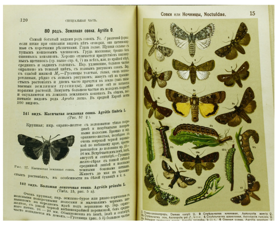 Маленький атлас бабочек для начинающих собирателей