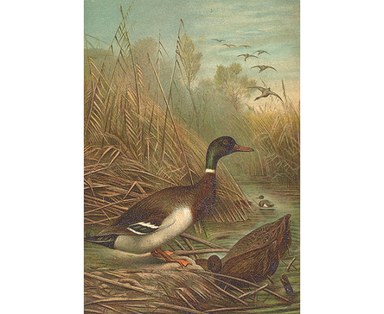 А. Э. Брем. Жизнь животных (комплект из 3 книг)