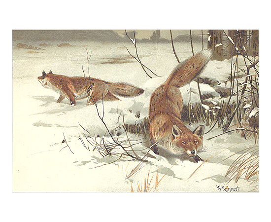 А. Э. Брем. Жизнь животных (комплект из 3 книг)