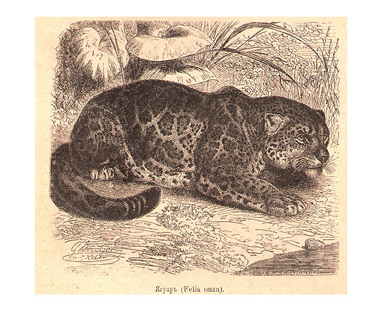 А. Э. Брэм. Жизнь животных (комплект из 3 книг)