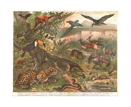 А. Э. Брэм. Жизнь животных (комплект из 3 книг)