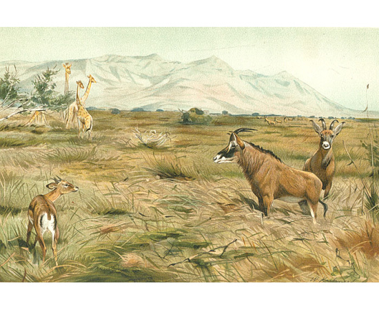 Всемирная география. Африка