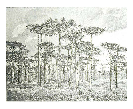 Америка. Иллюстрированный географический сборник