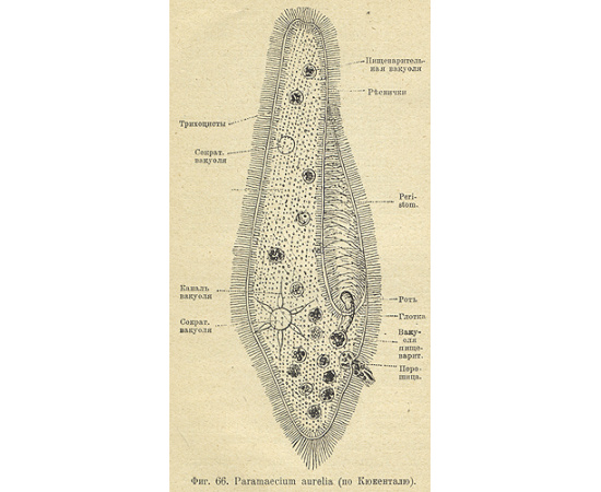 Микроскоп и первые работы с ним