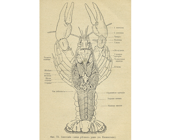 Микроскоп и первые работы с ним