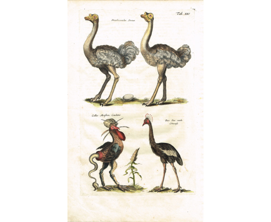 Страусы, василиск и венценосный журавль. Серия "Бестиарий Мериана". Лист № 21. Маттеус Мериан. Гравюра на меди, акварель. Голландия, Амстер